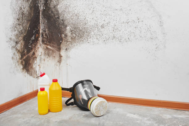 Best DIY Mold Remediation Support Services in Camanche, IA