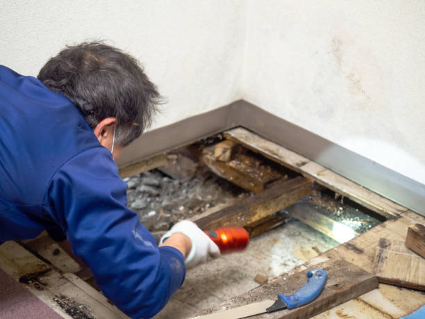 Best Residential Mold Remediation in Camanche, IA