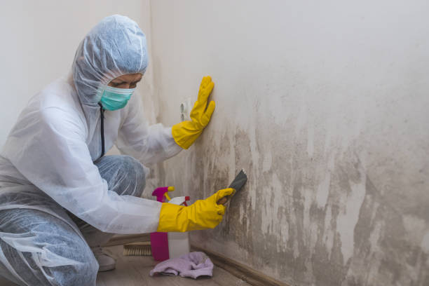 Best Crawl Space Mold Remediation in Camanche, IA