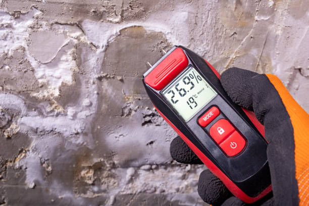 Best White Mold Remediation in Camanche, IA