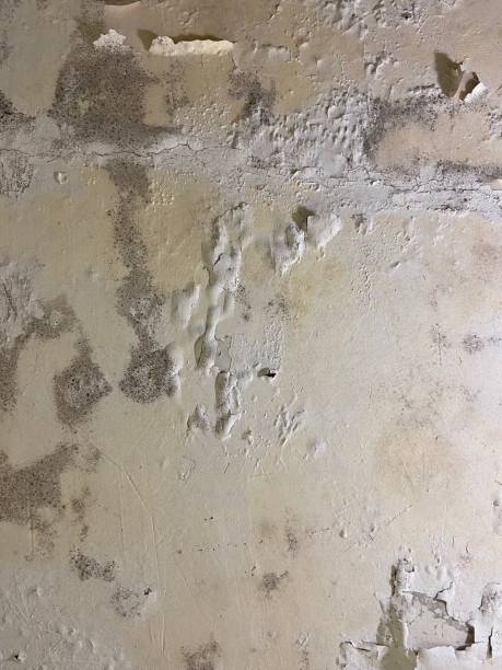 Best Attic Mold Remediation in Camanche, IA