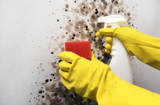 Camanche, IA Mold Remediation Company