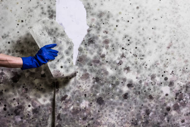 Best Emergency Mold Remediation in Camanche, IA
